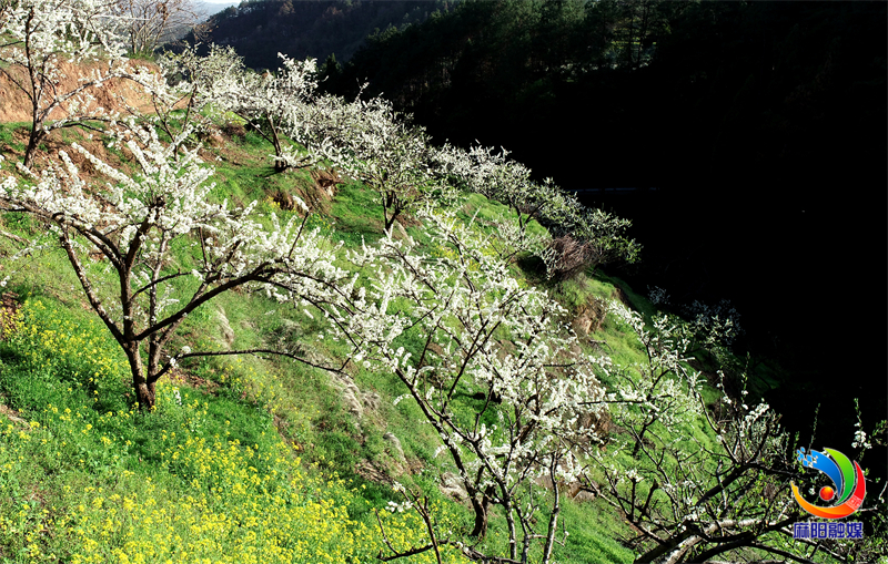 怀化麻阳：李花开似雪 美靓了山间