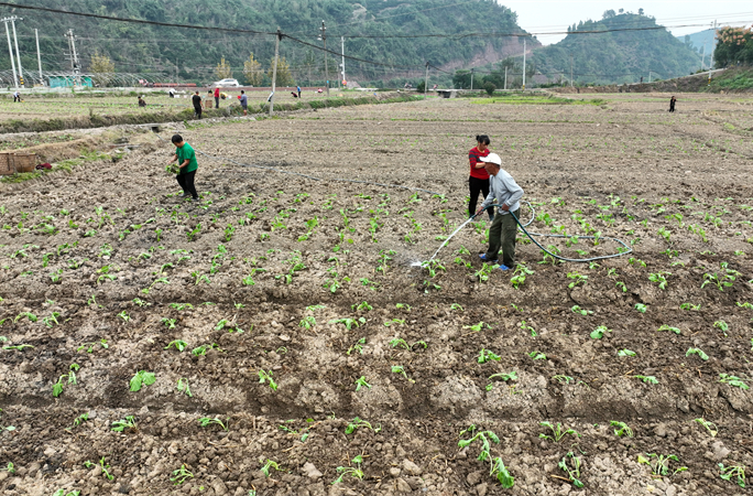 “冬闲田”变“增收地”  麻阳扎实推进油菜冬种