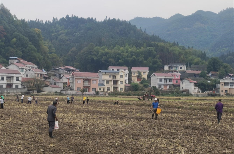 大桥江乡：秋种油菜育苗忙  绘出来年好“丰”景