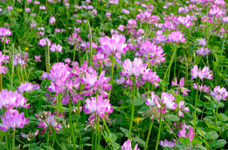 紫云英花遍地开 美了苗乡肥了田地