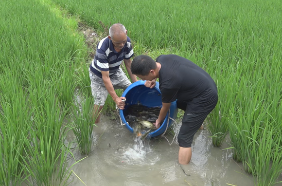 大橋江村：稻花香里盼魚肥 “稻魚共生”助增收