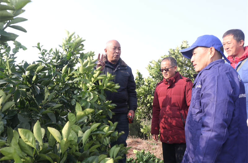 麻阳开展乡土人才冬季修剪现场技术培训