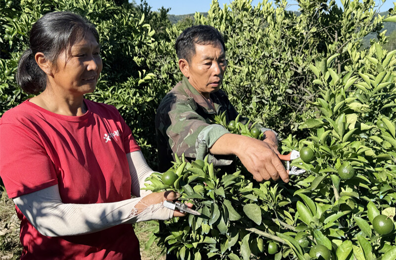 麻陽六旬夫妻深山 “品改” 陽光一號變身致富 “金果”