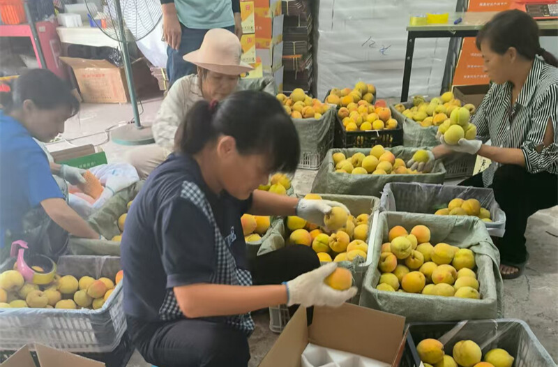 外銷10.88萬斤！麻陽供銷合作聯(lián)社助力黃桃銷售