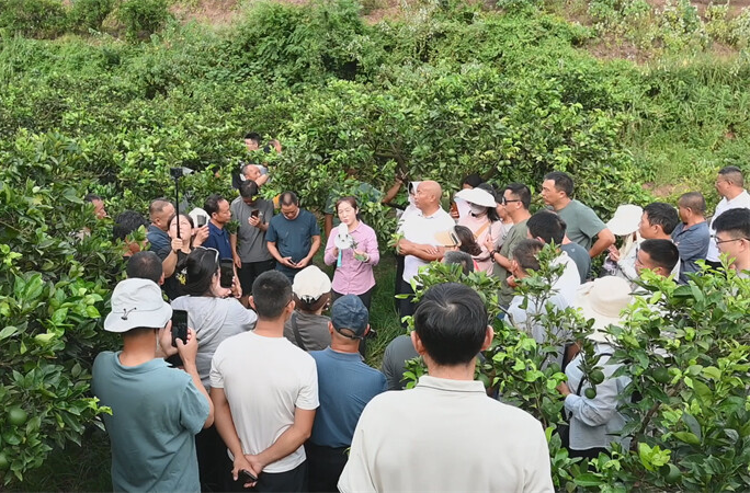 麻陽鄉(xiāng)土人才“充電”忙 田間課堂筑起柑桔健康防線
