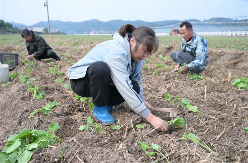 锦江之畔绘“丰”景：麻阳步云坪村抢抓农时栽植油菜花海