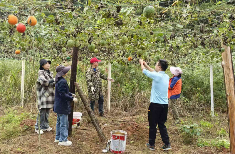 金瓜满枝“绘”振兴 板栗树乡枣子喇村喜获丰收