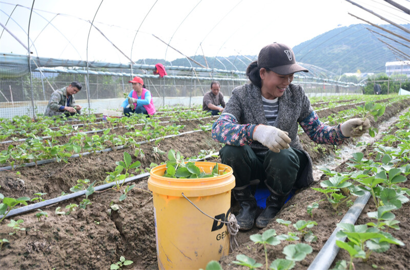 麻阳草莓“甜蜜基地”富了老板 乐了村民 甜了游客