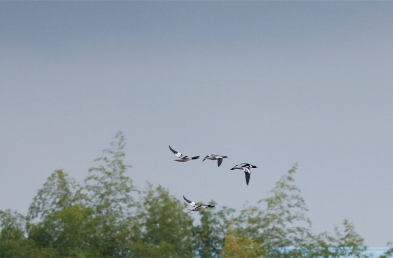 “鸟中大熊猫”中华秋沙鸭提早造访，麻阳生态获濒危物种青睐