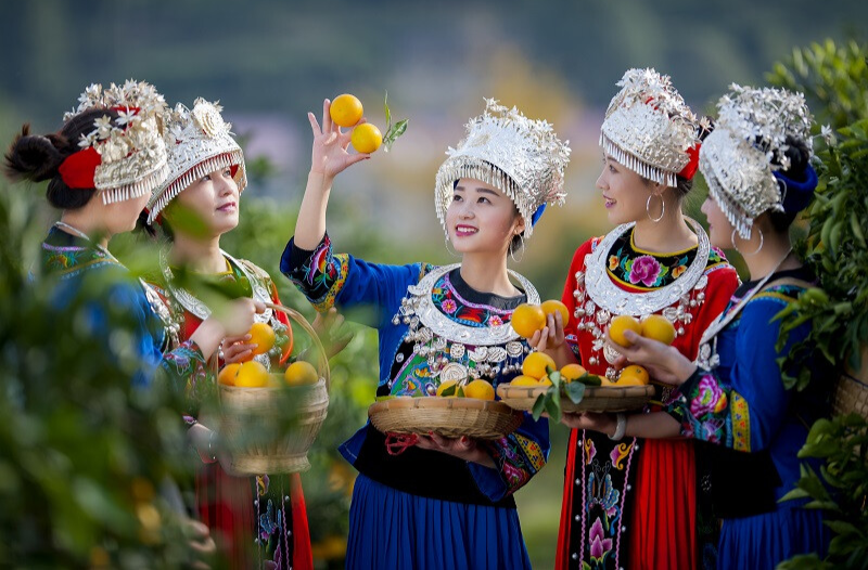11月23日麻阳冰糖橙采摘季启幕，邀您共赴甜蜜盛宴