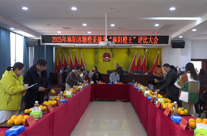 2025麻阳“橙王”揭晓！“锦红”品种斩获双冠王