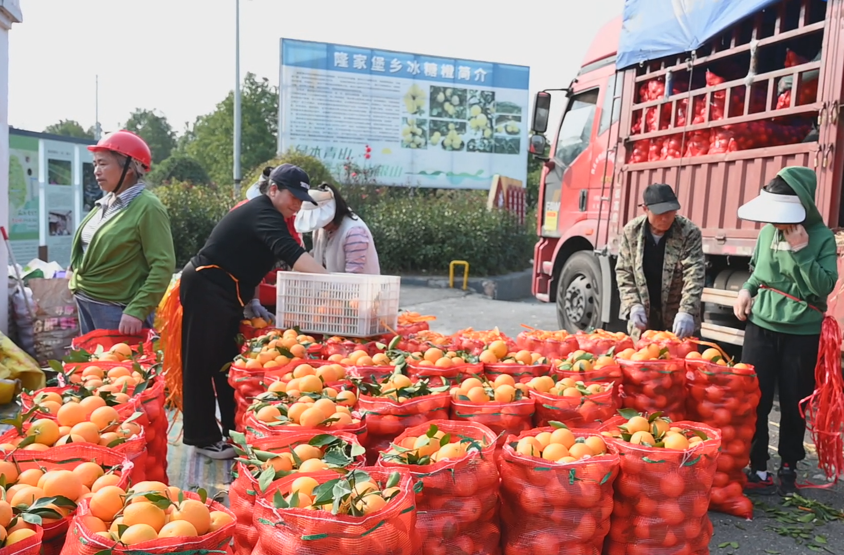 “双轮驱动” 步云坪村冰糖橙年产值破亿，好果子卖出 “好价钱”（一）