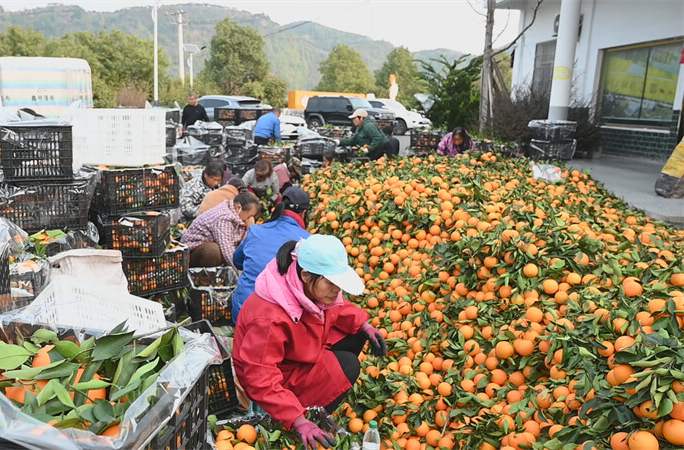亿元产值背后的 “品种密码” 步云坪村冰糖橙从 “单一” 到 “多元” 的破局之路（一）