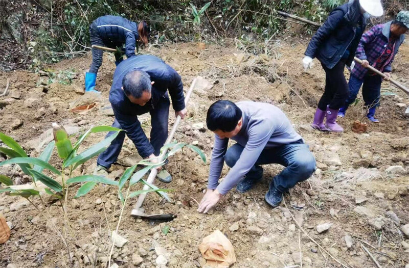 大桥江乡：盘活林下经济，“粽”出振兴新希望