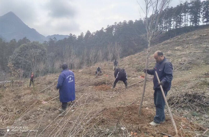 投资150万元，添彩3880个工时！麻阳西晃山“彩叶计划”让“绿肺”既有颜值更有价值